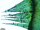 Pleurozium schreberi