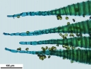 Pleurozium schreberi