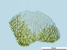 Pleurozium schreberi