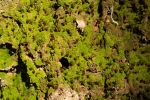 Pogonatum aloides