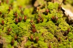 Pogonatum aloides