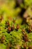 Pogonatum aloides