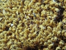 Racomitrium microcarpon