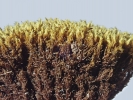 Racomitrium microcarpon