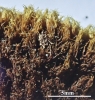 Racomitrium microcarpon