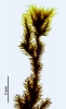 Racomitrium microcarpon