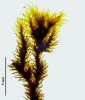 Racomitrium microcarpon