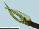 Racomitrium microcarpon