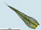 Racomitrium microcarpon