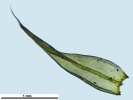 Racomitrium microcarpon