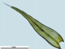 Racomitrium microcarpon