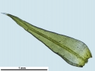 Racomitrium microcarpon