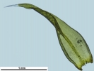 Racomitrium microcarpon
