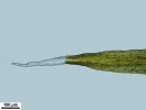 Racomitrium microcarpon