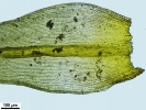 Racomitrium microcarpon