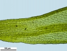 Racomitrium microcarpon