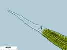 Racomitrium microcarpon