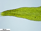 Racomitrium microcarpon