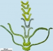 Racomitrium microcarpon
