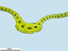 Racomitrium microcarpon