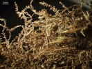 Plagiochila bialata