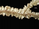 Plagiochila bialata