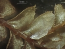 Plagiochila bialata