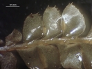 Plagiochila bialata