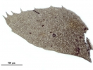 Plagiochila bialata