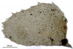 Plagiochila bialata