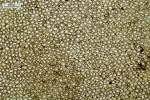 Plagiochila bialata