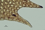 Plagiochila bialata