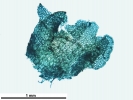 Nardia insecta