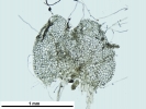 Nardia insecta