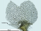 Nardia insecta