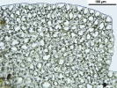 Nardia insecta