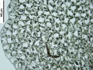 Nardia insecta