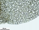 Nardia insecta