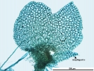 Nardia insecta