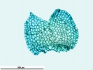 Nardia insecta
