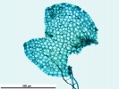 Nardia insecta