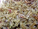 Nardia insecta