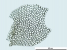 Nardia insecta