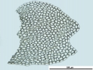 Nardia insecta