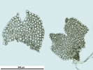 Nardia insecta
