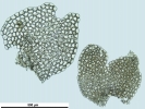 Nardia insecta