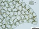 Nardia insecta