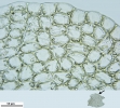 Nardia insecta