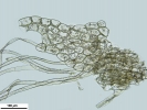 Nardia insecta