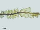 Nardia insecta